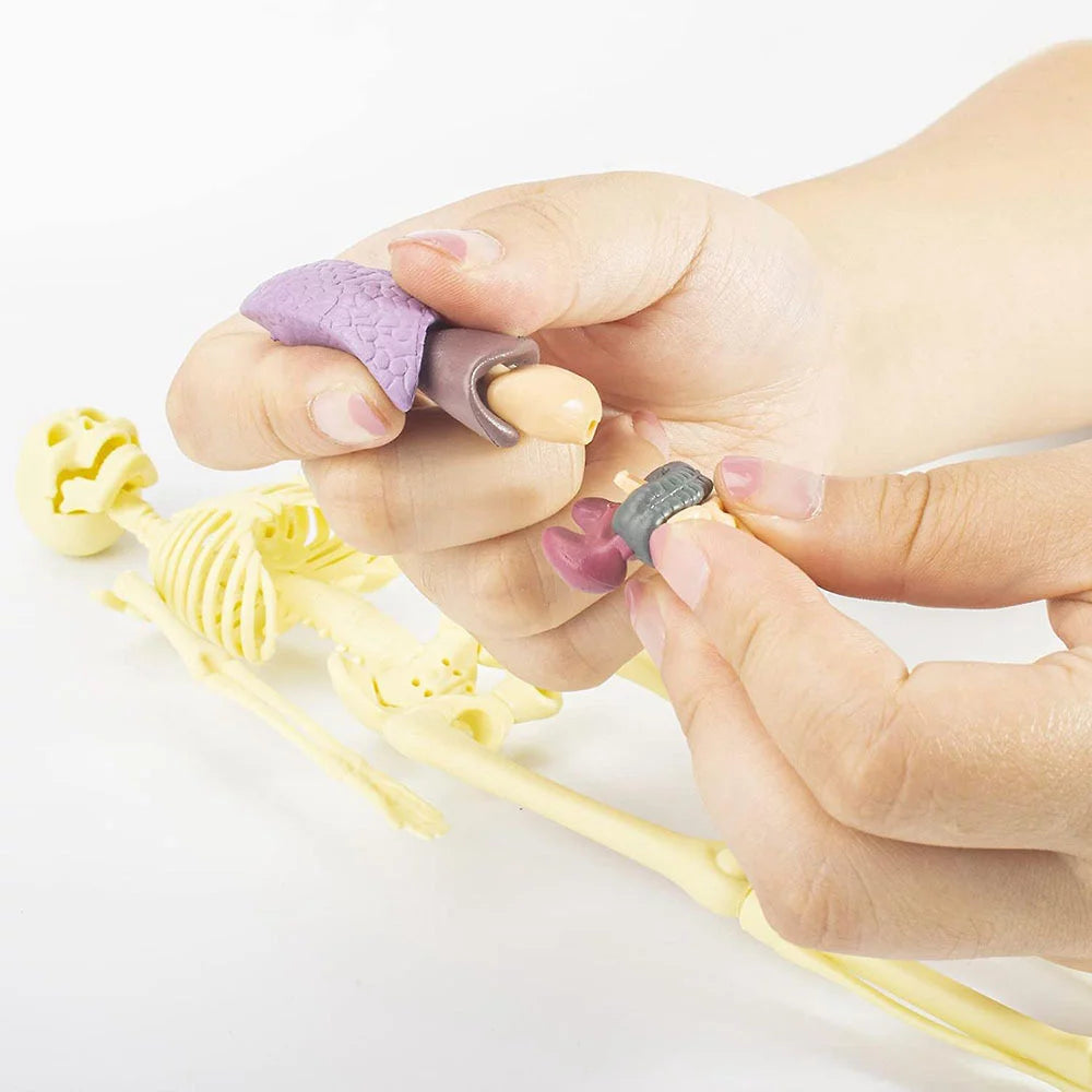 Model Anatomic Educativ 3D al Corpului Uman